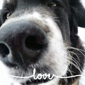 Meet your Posher, Sylvia